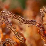 Er tørshampoo skadeligt for mit hår eller hovedbund?